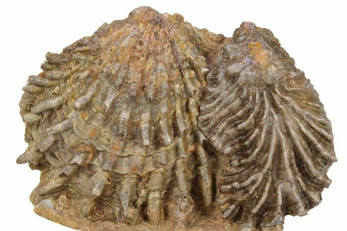 Jurassic Fossil Bivalve (Lopha & Ctenostreon) Cluster - Germany #383597